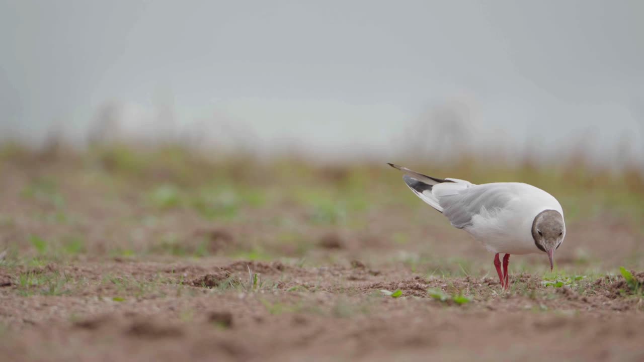 gaviotas de pico anillado y de cabeza negra más un moreno en medio natural