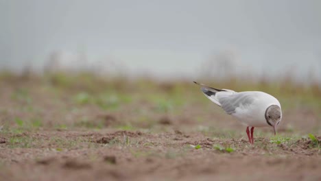 Ring-billed-and-Black-headed-Gulls-plus-a-Moorhen-in-natural-environment