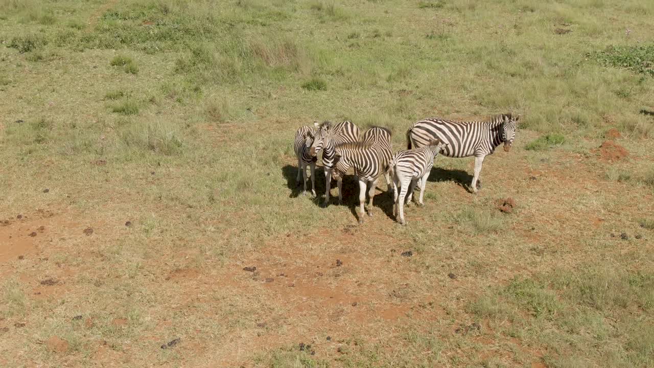 Filmato con drone di una famiglia di zebre che stanno vicine tra loro in una riserva di caccia in Africa