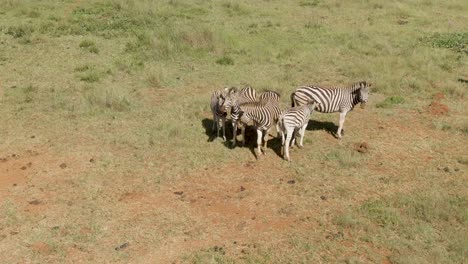 drone footage of zebra family standing close to each other on a game farm in africa