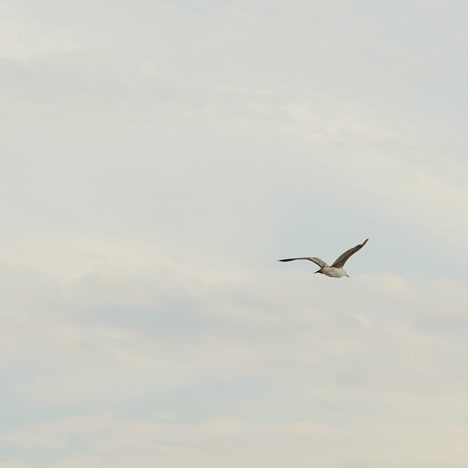 seagull flying in the blue sky. slow motion.