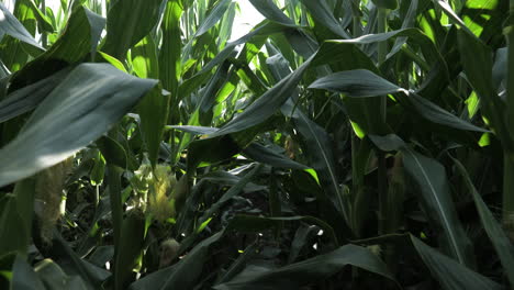 Slow-motion-doll-shot-through-large-corn-stalks-in-a-field