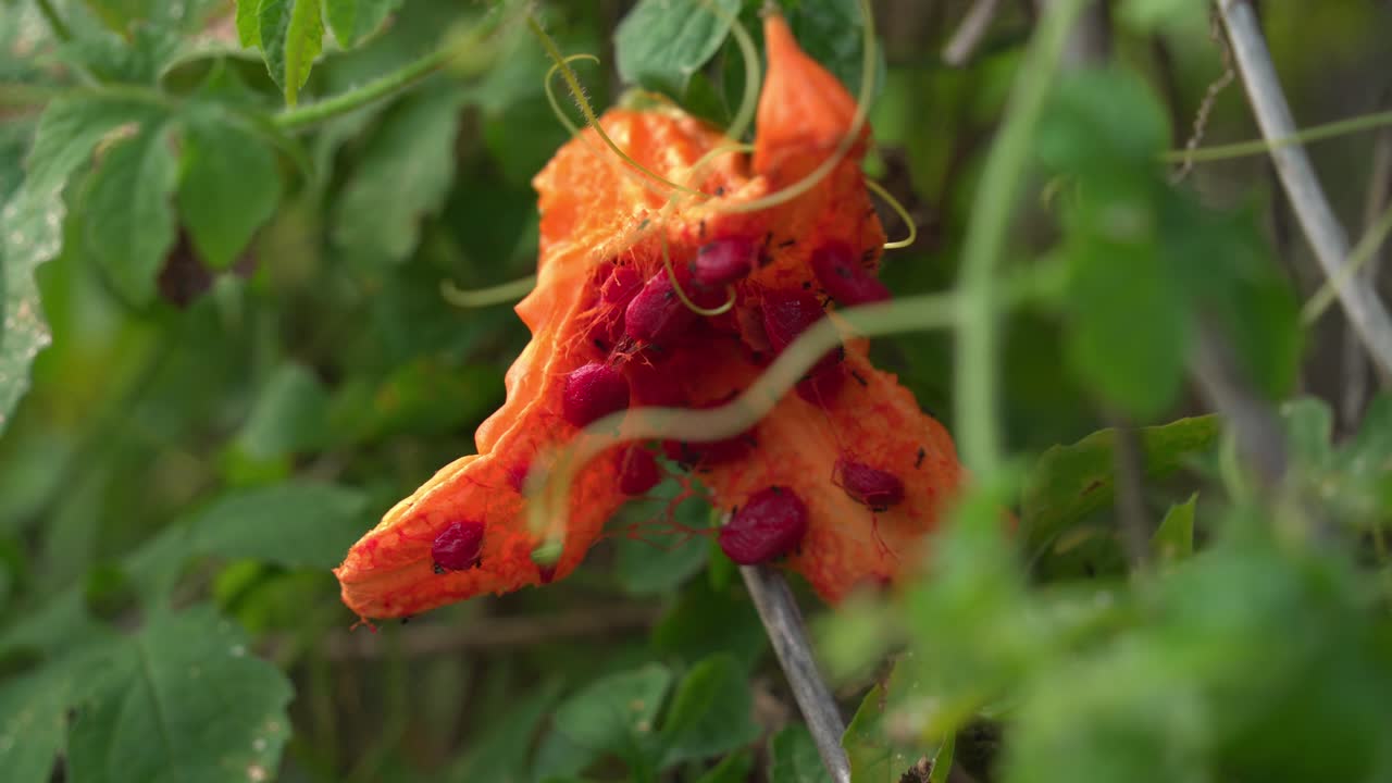 gran maduro abierto melón amargo con hormigas que se alimentan dentro de cerasee kerala planta de melon amargo con kerala colgando de las vides utilizado para hacer té herbal saludable para la pérdida de peso