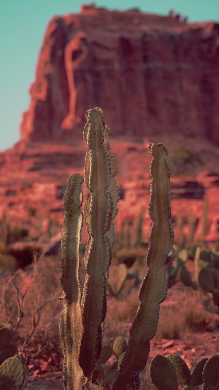 Majestic cactus in desert with mountain background