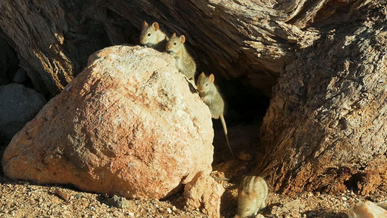 A stone lies at the base of a camelthorn tree. three four-striped grass mice emerge from a hollow in the tree and climb onto the stone. a fourth mouse scurries around. Front view of the scene.