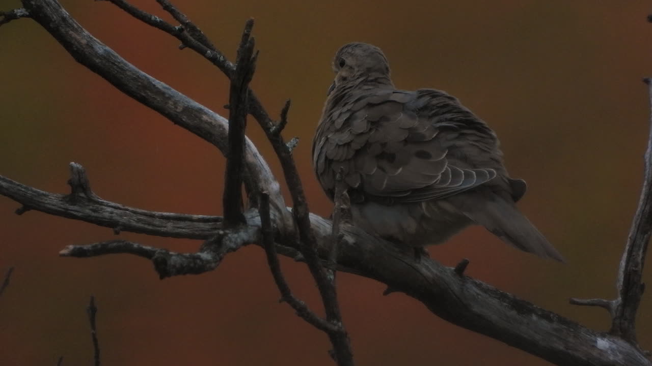 paloma de luto solitaria encaramada en una rama durante el anochecer y el despegue, primer plano