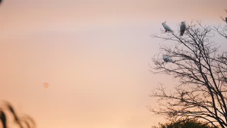 White-Cockatoo's-Watch-Hot-Air-Balloon-In-Distance-During-Sunrise