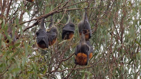 lots of fruit bats hanging upside down from trees sleeping, close up, day time maffra, victoria, australia