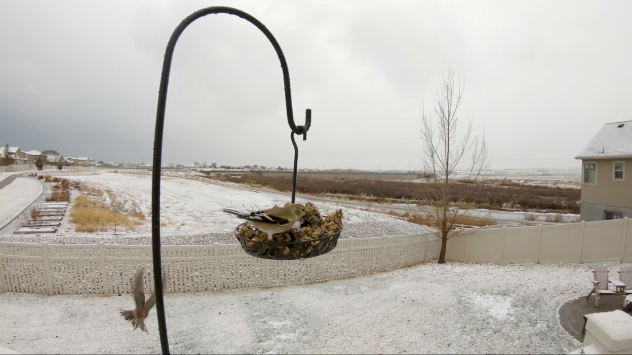 домовый вьюрок борется за место у кормушки, а американский золотистый снегирь спокойно ест