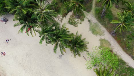 Beautiful-palm-trees-with-green-leaves-hanging-over-white-sand-of-exotic-beach-on-vacation-resort-garden-in-Thailand