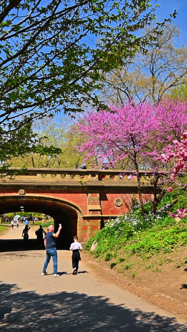 Cherry blossoms near a red brick bridge in Central Park