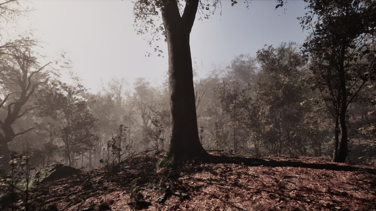 안개 가을의 숲