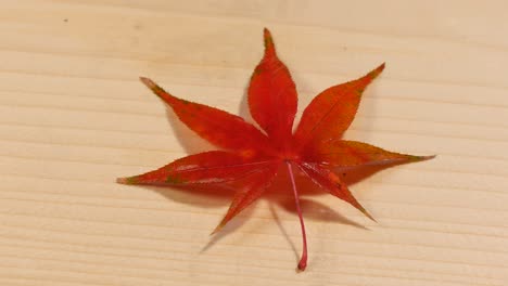 red maple leaf