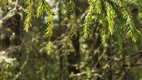 close-up of wet pine branches