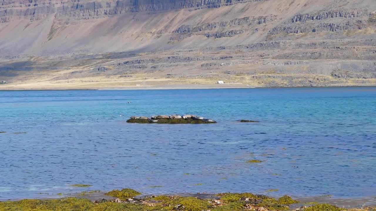 Seals lie peacefully on moss-covered rocky islet surrounded by bright blue coastal waters, basking under sunlight in calm ocean setting near Icelandic shoreline during clear summer day