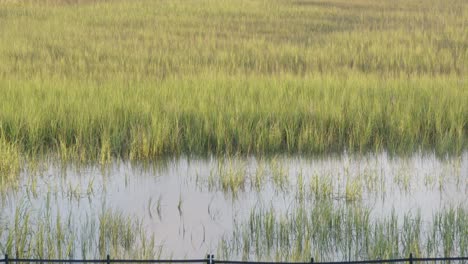 medium shot of marsh water and plants