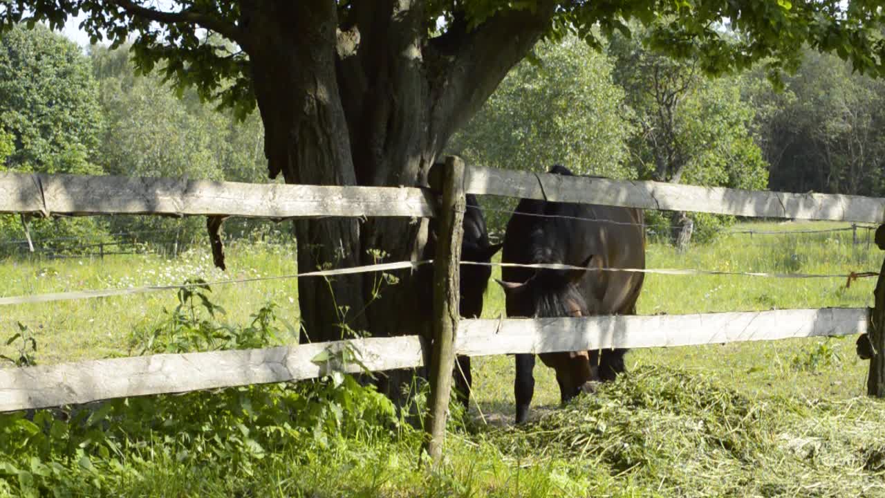 un caballo discapacitado sin un ojo comiendo hierba del montón detrás de la valla de madera