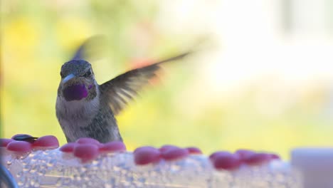 Male-black-chinned-hummingbird-at-a-feeder---macro-detail