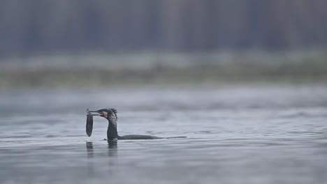 great cormorant fishing in morning in a lake-2
