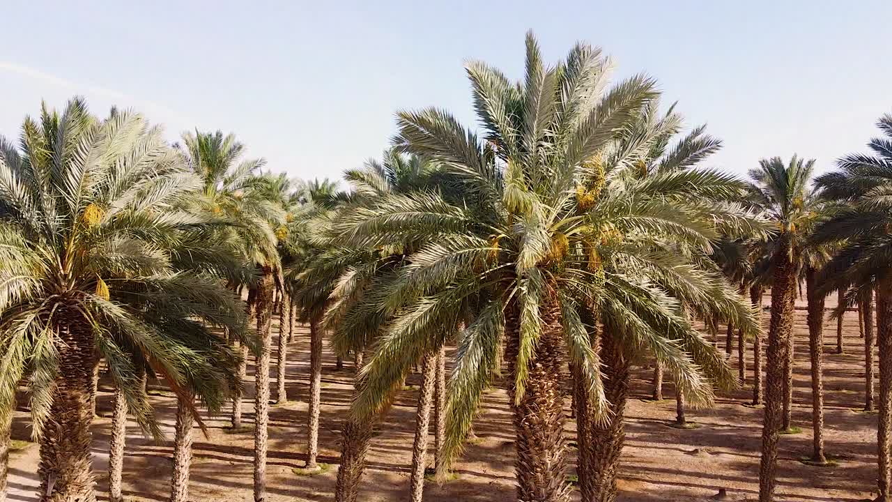 Rows of lush green date palms growing in rural desert environment, aerial view