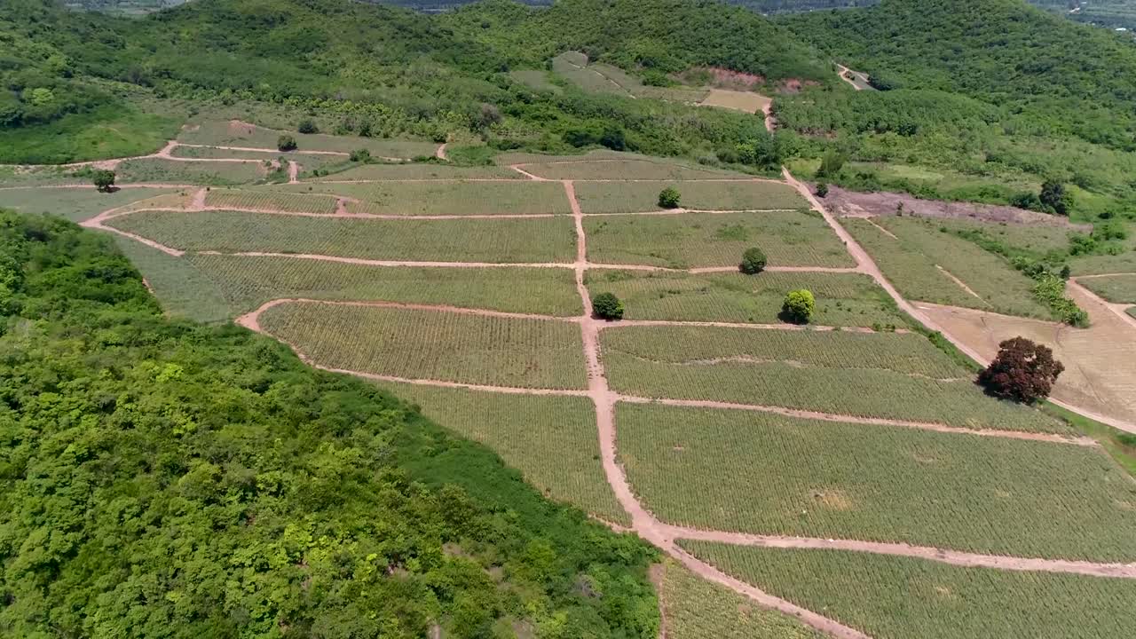 plantaciones de piña o granja de piña y vistas a la montaña en tailandia filmadas en dji pt4