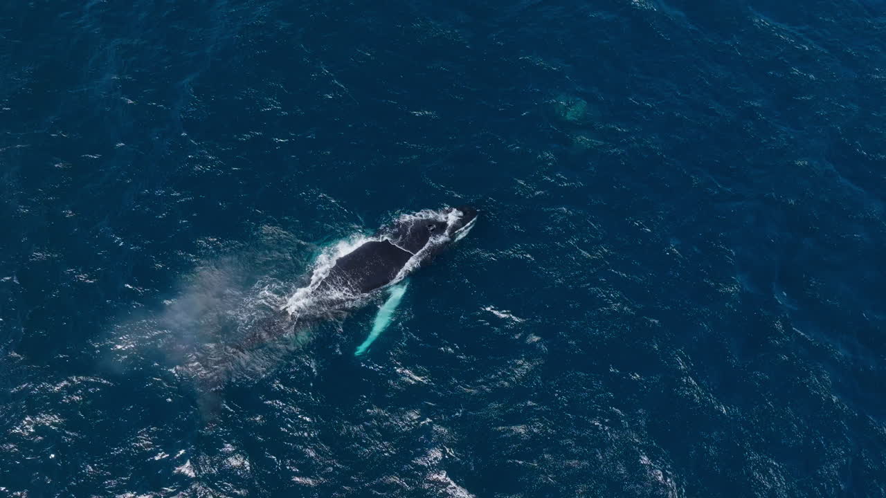 A humpback whale swimming in the clear waters of samana bay, aerial view