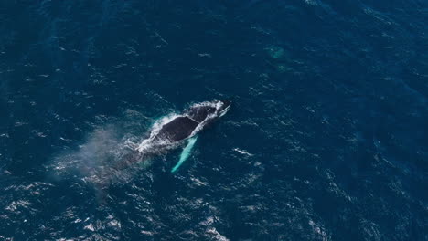 Una-Ballena-Jorobada-Nadando-En-Las-Aguas-Cristalinas-De-La-Bahía-De-Samaná,-Vista-Aérea