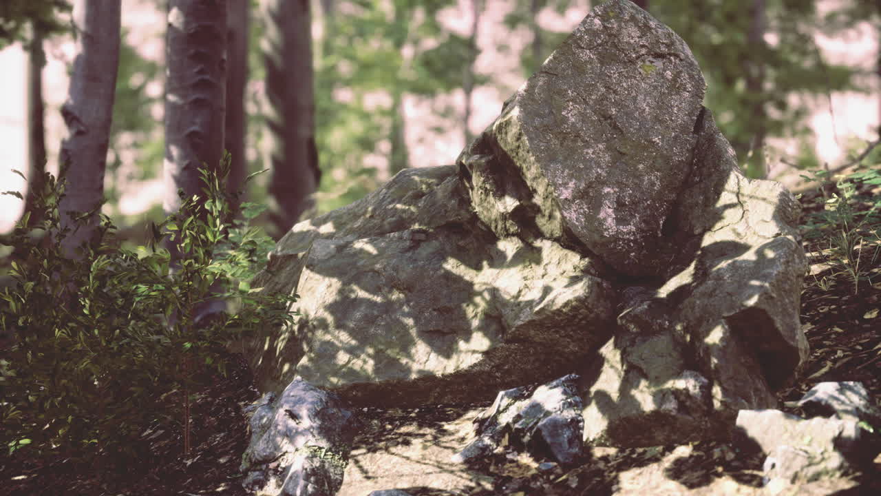 Rugged stone amidst lush forest capturing tranquility and natural beauty