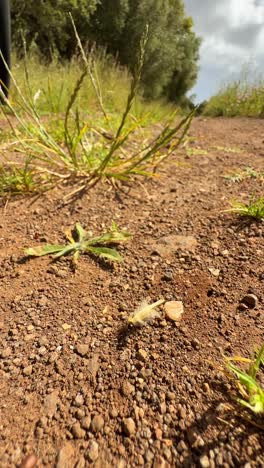 dirt road with plants and grass