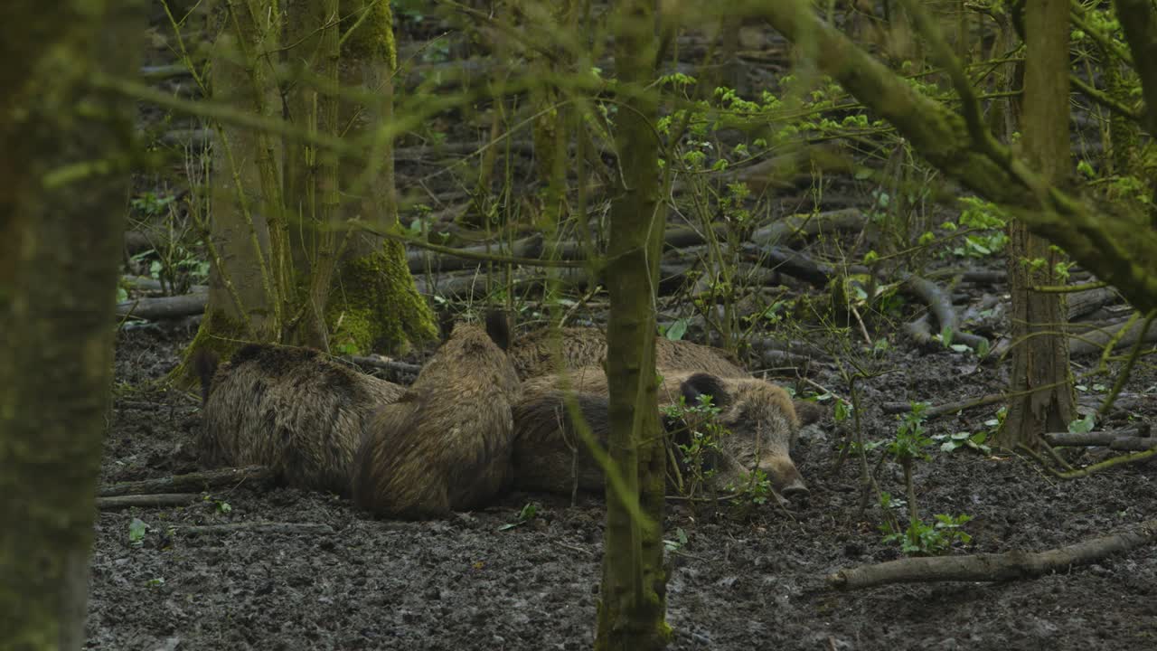 una sirena di cinghiale addormentato nel bosco