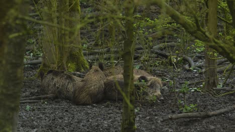 Ein-Huddle-Sounder-Von-Wildschweinen,-Die-Im-Wald-Schlafen