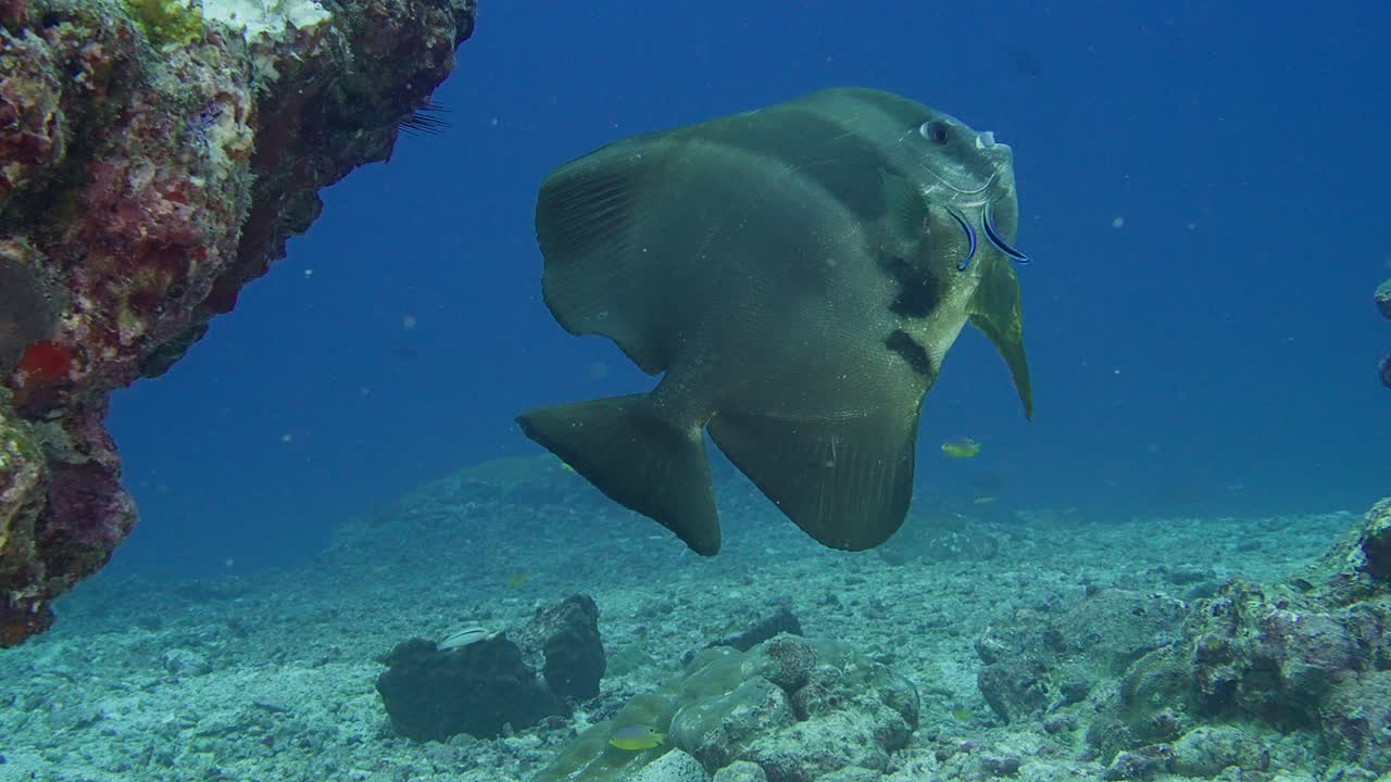 Batfish (Platax teira) being cleaned by cleaner wrasse, Thailand. 60fps