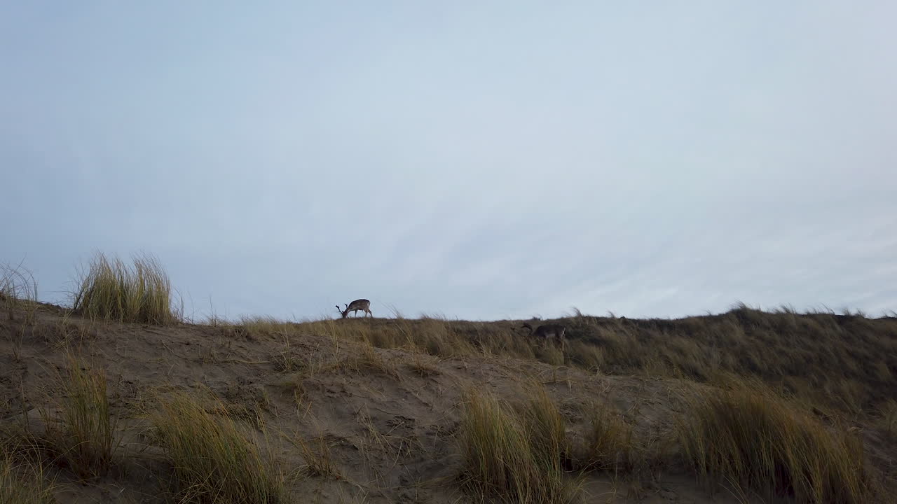 A lone deer grazing high on a hilltop