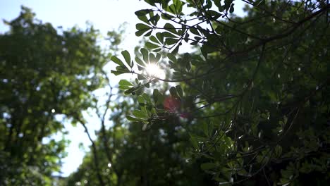 Summer-Landscape---Close-up-of-bright-green-leaves-on-branch-tremble-in-the-wind