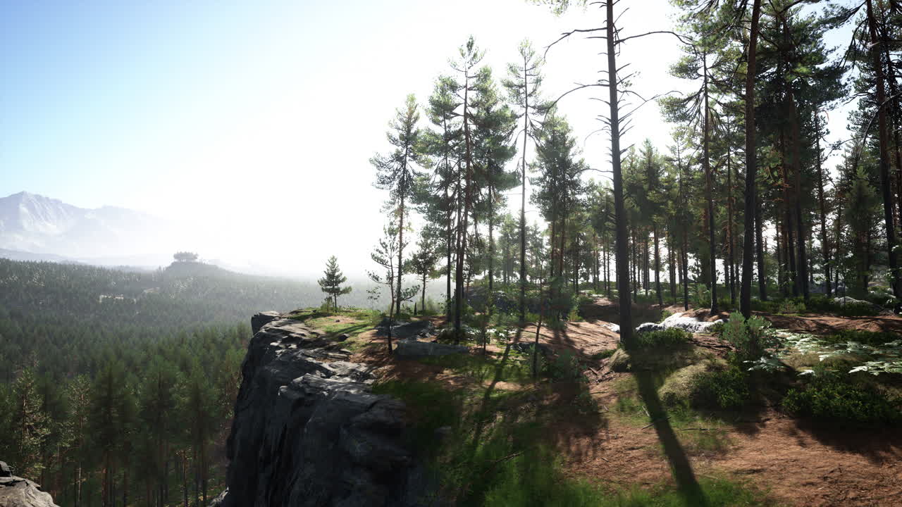 bosque de pinos en la ladera de la montaña