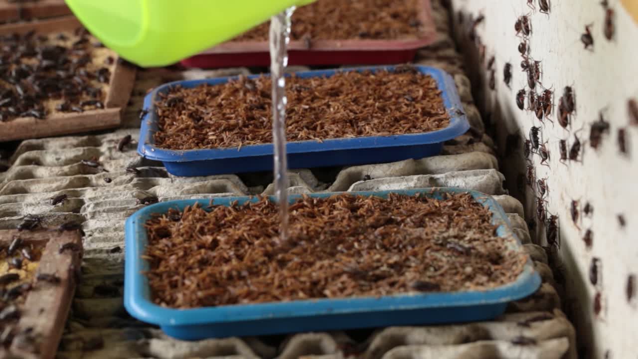 Millions of Crickets Crawling In The Feeding Bin In Cricket Farm