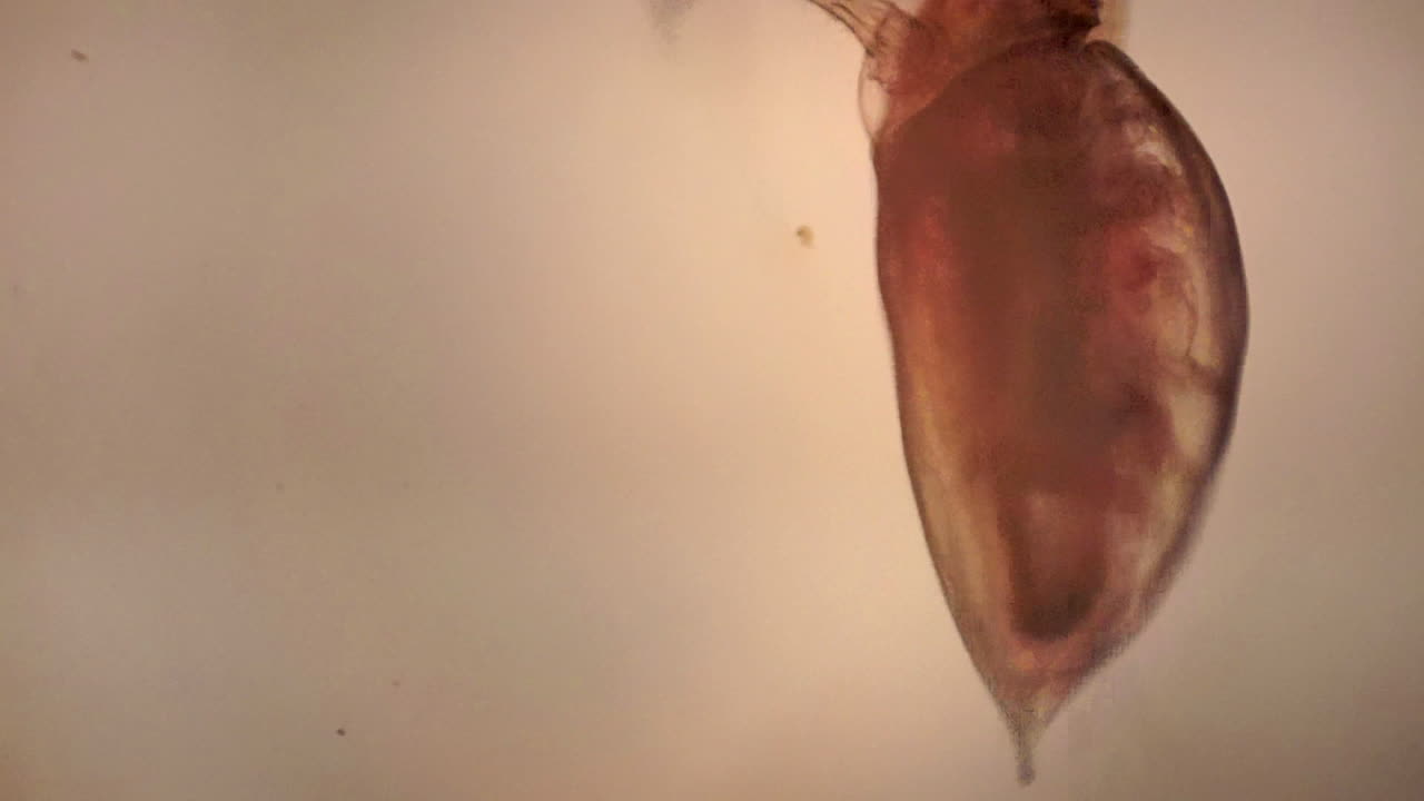 Vista microscopica di Daphnia, un piccolo crostaceo