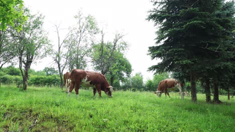 Eine-Herde-Kühe-Grast-An-Einem-Bewölkten-Sommertag-Auf-Einer-Frischen,-Grünen-Wiese