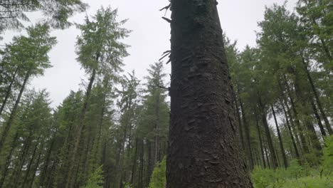 Moving-past-tree-trunk-into-pine-forest-in-English-countryside,-slow-motion,-Lancashire,-UK,-Sony-FX30