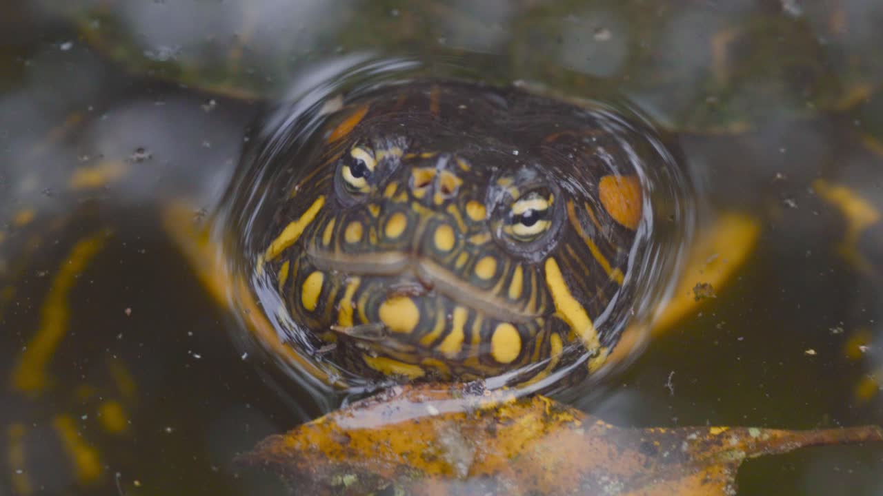An aquatic turtle curiously stares at the camera before slowly submerging and disappearing beneath the water. A serene and natural moment in wildlife conservation.