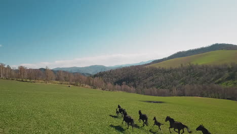 Thoroughbred-horses-with-fast-colts-gallop-along-valley