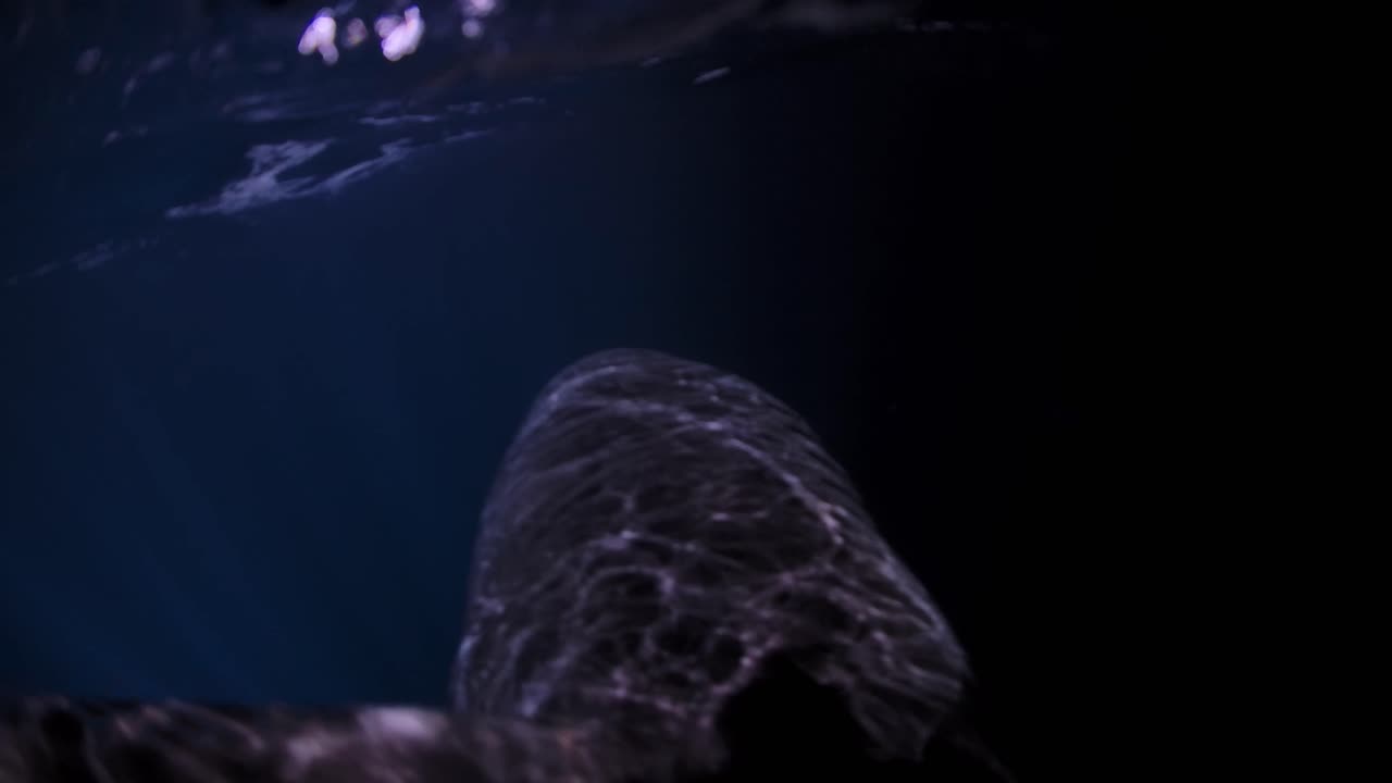 밤 해왕성 섬 사우스 오스트레일리아 4k 75fps의 백상아리