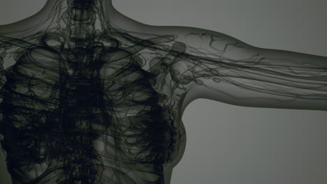 3D-MRI-Woman-Body-Scan