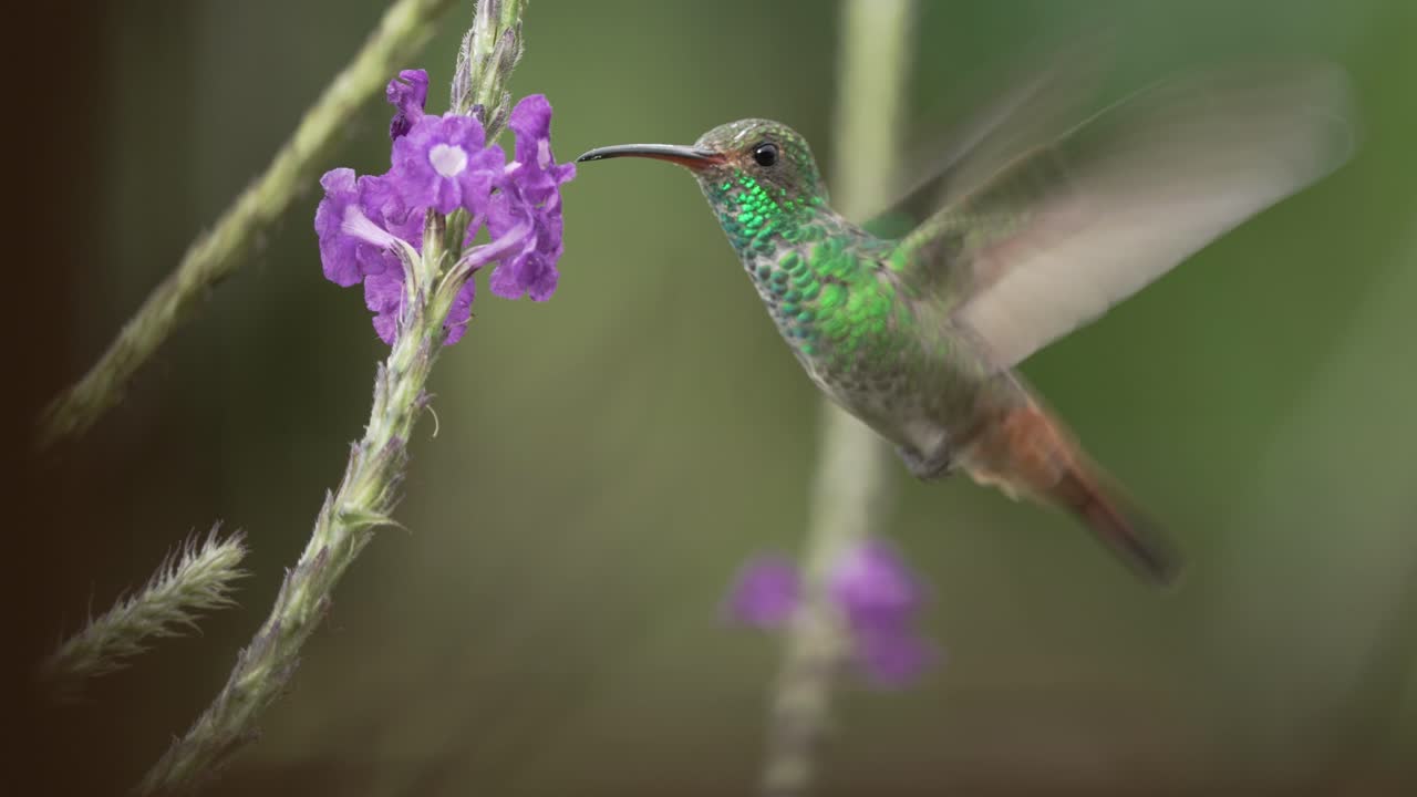 Colorful Humming Bird Feeding From Purple Flower in Slow Motion