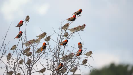 Funny-Tree-Branches-Crowded-Full-of-Bird-Flock-That-Flies-Away-in-Unison