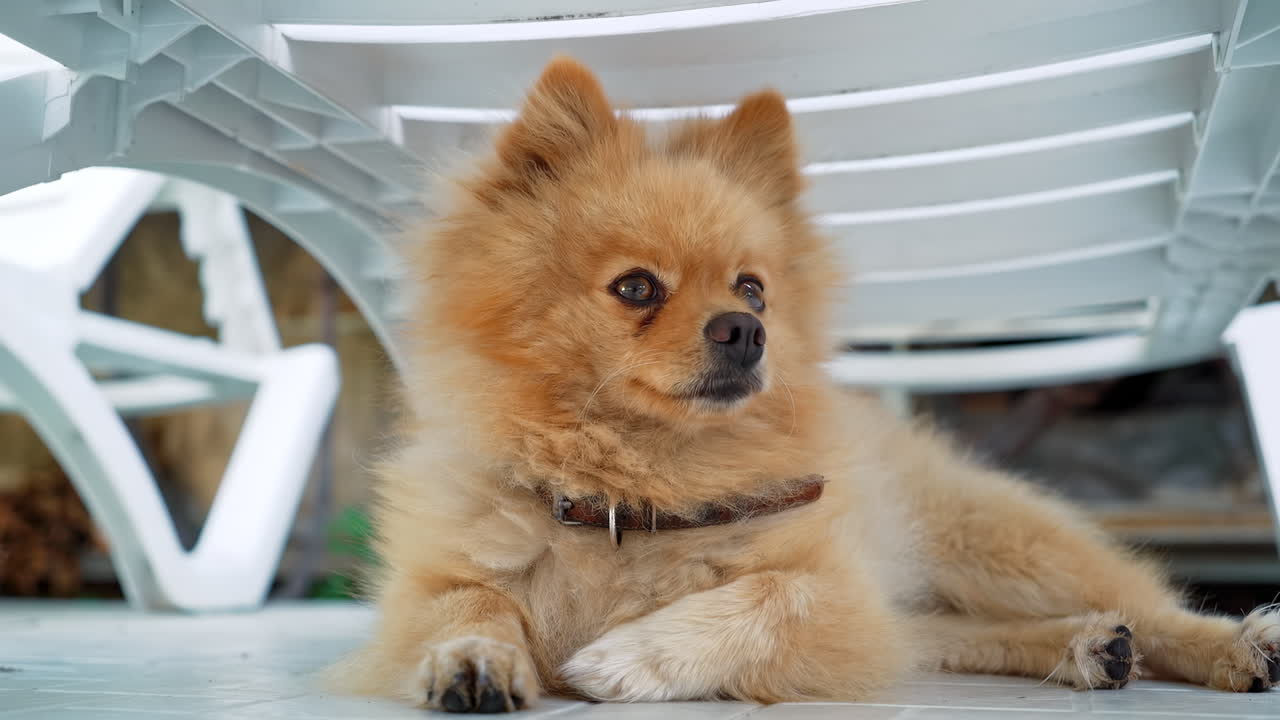 Pomeranian with yellow fur lying under the sun lounger. Looking around