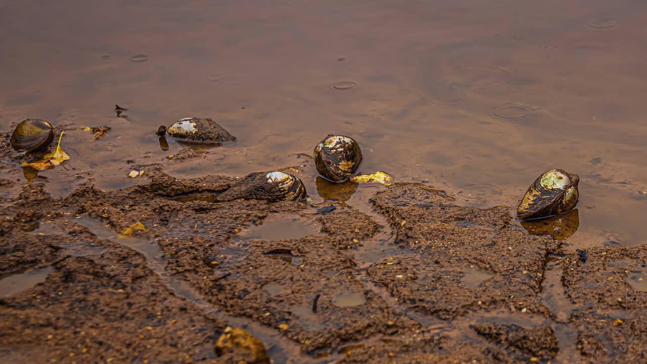 Freshwater Swan Mussel On Riverbanks During Low Tide. Timelapse