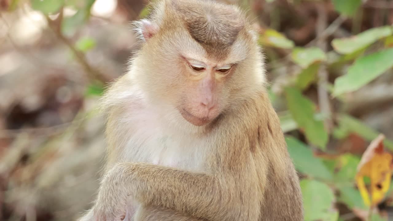 A southern pig-tailed macaque is observed in a forest setting, displaying calm and contemplative behavior