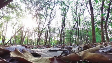 foreground dry leaves with the sun between the trees