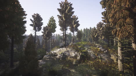 lush forest landscape in alaska during broad daylight with towering trees